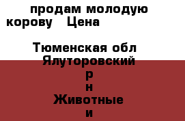 продам молодую корову › Цена ­ 45000-50000 - Тюменская обл., Ялуторовский р-н Животные и растения » Другие животные   